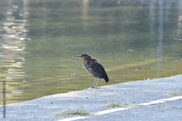 Obraz great blue heron