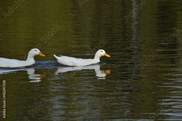 Obraz ducks on the lake