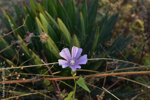 Obraz purple crocus flower