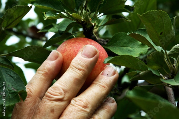 Fototapeta Hand picking an apple