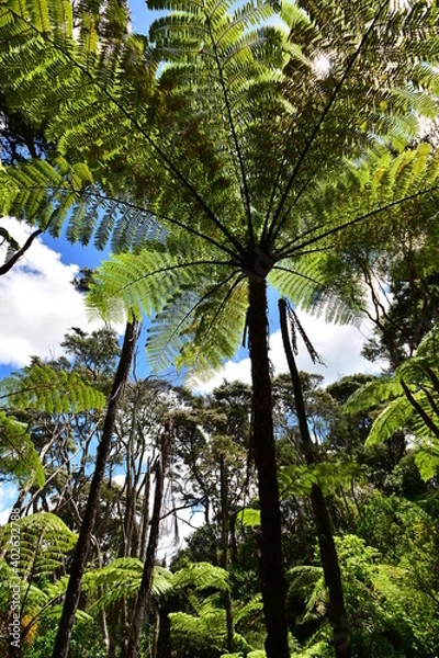 Fototapeta Forest of green umbrellas of giant tree ferns Cyathea medullaris in northern New Zealand called mamaku in Maori language.
