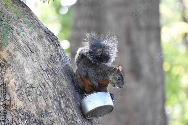 Obraz squirrel in a tree