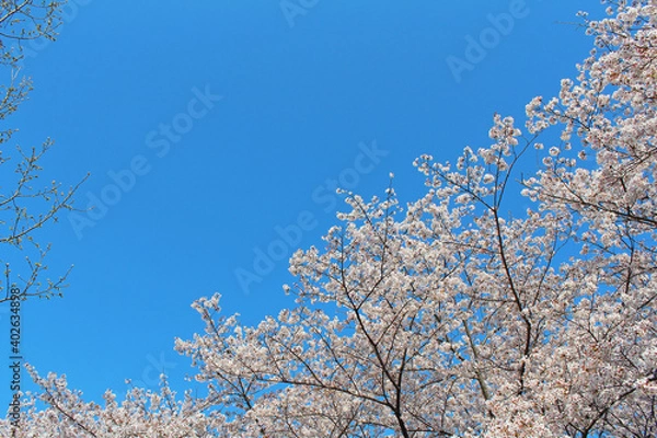 Fototapeta ソメイヨシノ