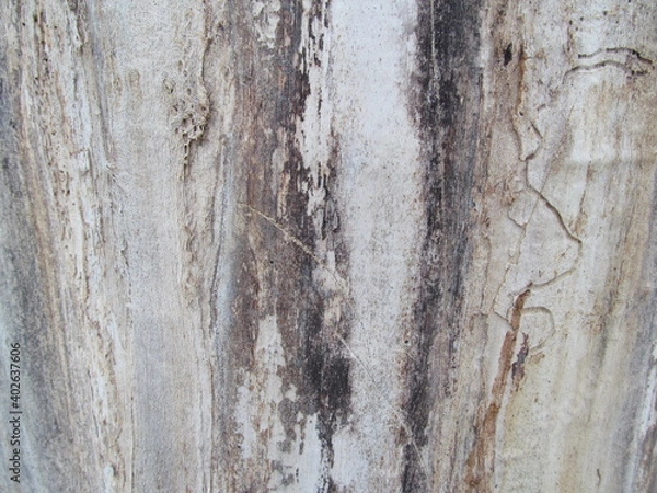 Fototapeta old wood texture