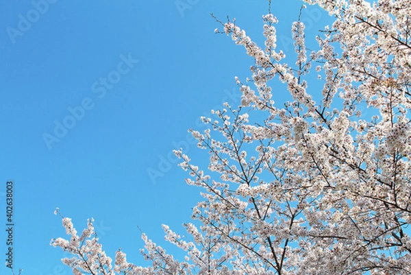 Fototapeta ソメイヨシノ