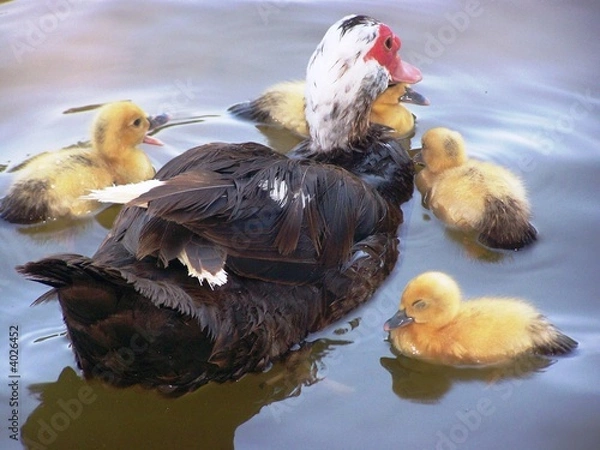 Obraz Duck Family