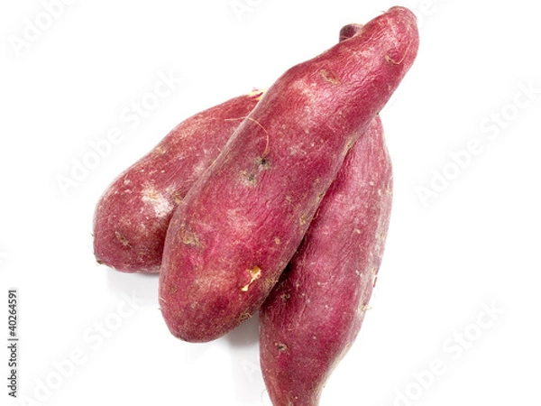 Obraz Sweet Potato / Ipomoea batatas L. サツマイモ／薩摩芋