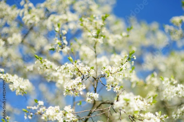 Fototapeta Close-up photo of blossom cherry tree in sunny garden with bright blue sky on background