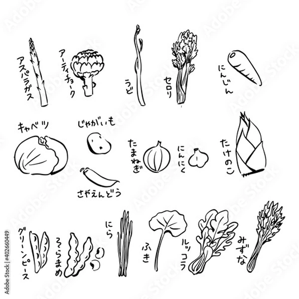 Fototapeta 春野菜の線画イラスト