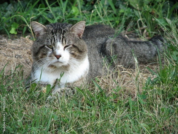 Fototapeta The Cat's Meow