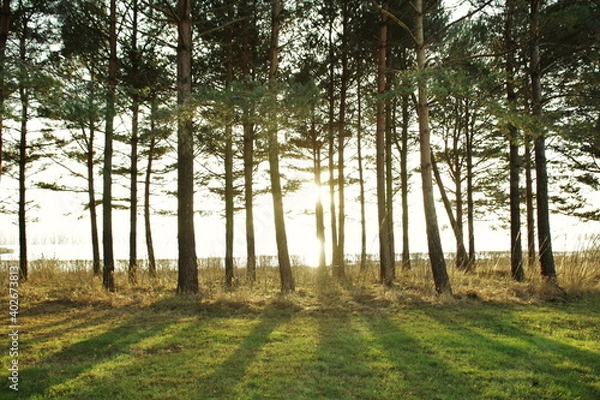 Obraz Swedish golden hour behind trees