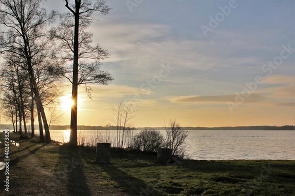 Obraz Sweden golden hour behind a tree