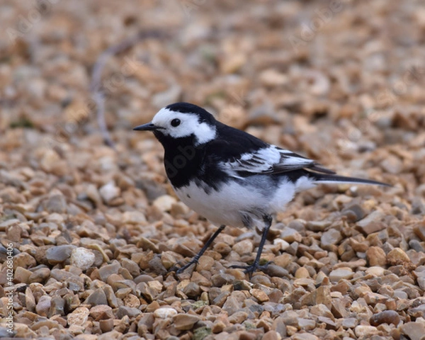 Obraz Pied wagtail