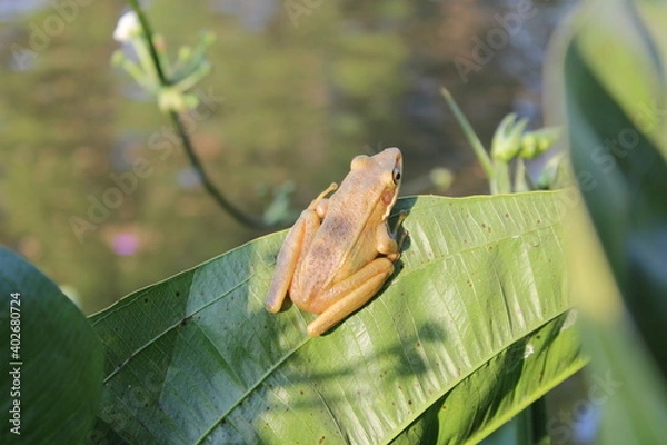Fototapeta Frog on the leaf
