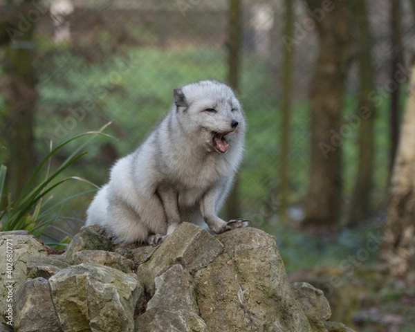 Obraz Arctic fox