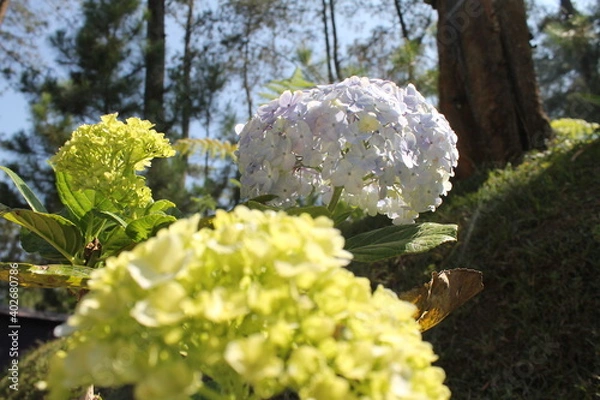 Fototapeta Close up flower