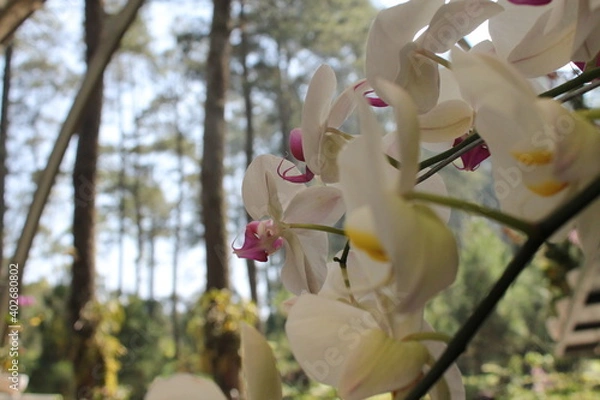 Fototapeta Close up flower