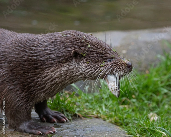 Obraz Otter