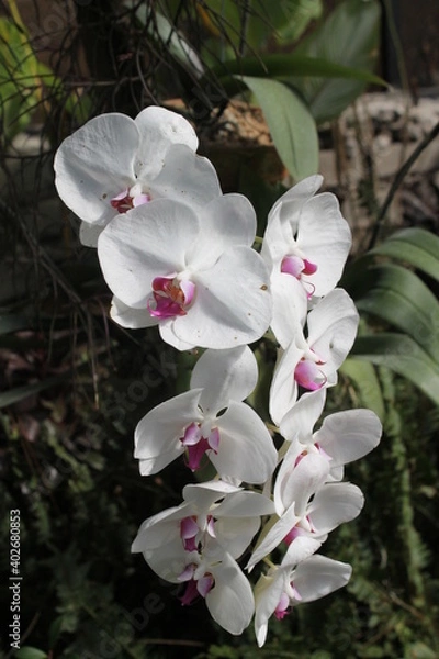 Fototapeta Close up flower