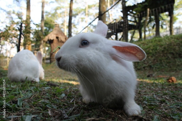 Obraz Cute rabbit