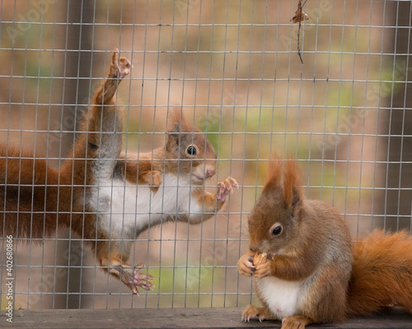 Obraz Red squirrels