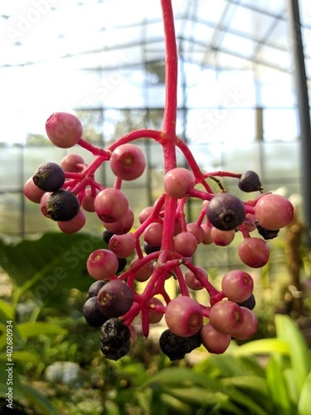 Fototapeta Close up flower
