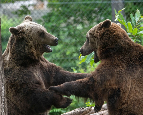 Obraz Grin and bear it