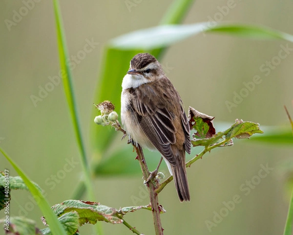 Obraz Reed Warbler