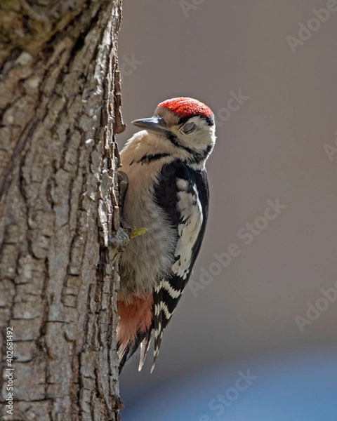 Obraz woodpecker on tree