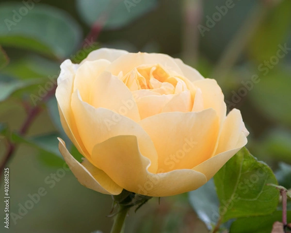 Obraz single yellow rose