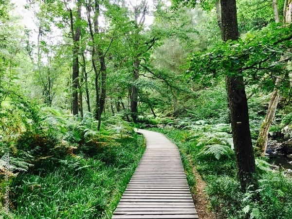 Fototapeta  boardwalk path in the forest