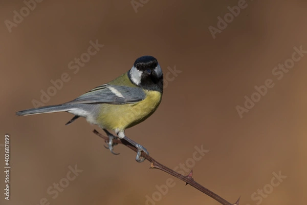 Fototapeta Tit 2021-01