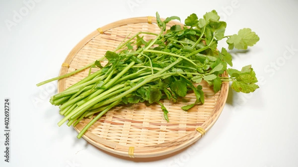 Fototapeta ザルにのっている新鮮なせりのイメージ