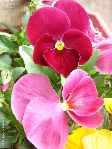 Obraz pensée magenta2