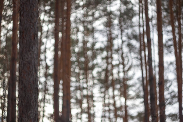 Fototapeta blurred forest for background