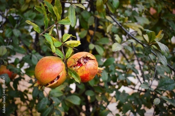 Obraz juicy fresh splitted or cracked pomegranates on tree