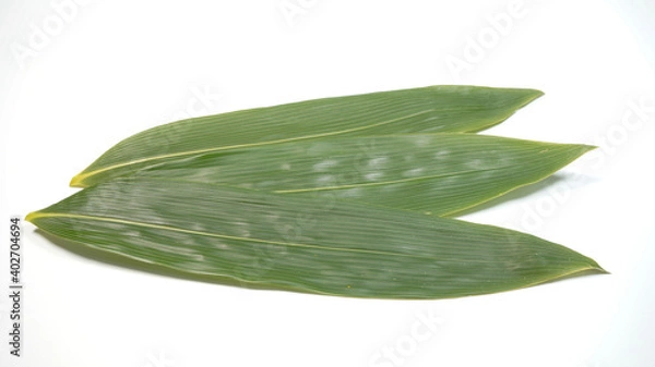 Fototapeta 笹の葉