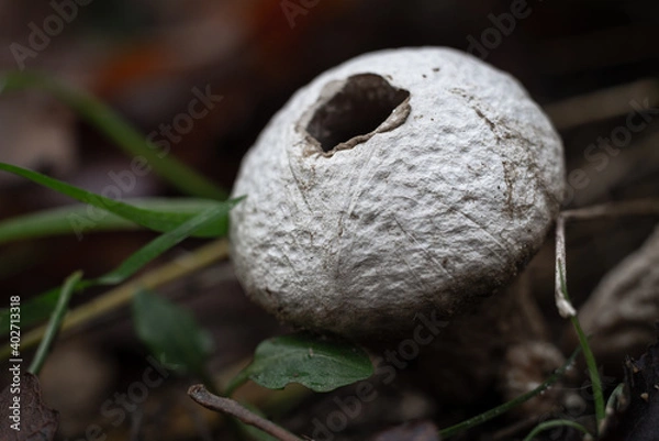 Fototapeta White mushroom in the forest from close up macro.