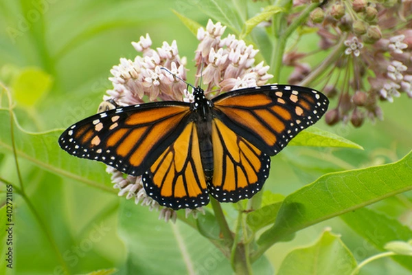 Obraz Butterfly 2020-8 / Monarch butterfly (Danaus plexippus)