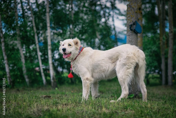 Fototapeta Portrait of a Central Asian Shepherd Dog close-up in the summer forest.
