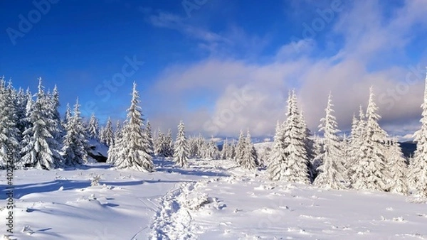 Obraz snow landscape