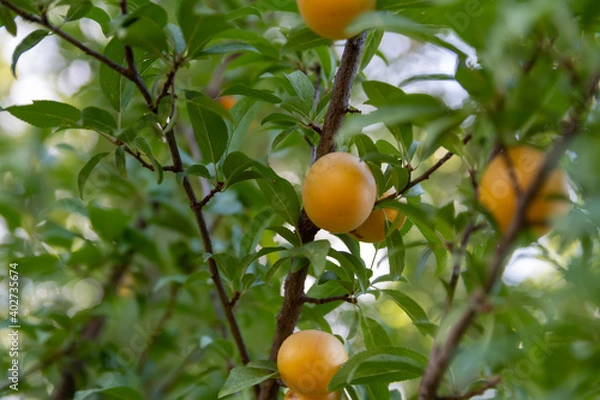 Fototapeta Ripe wild yellow plum on a tree in the garden