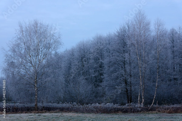 Fototapeta Przymrozek na drzewach