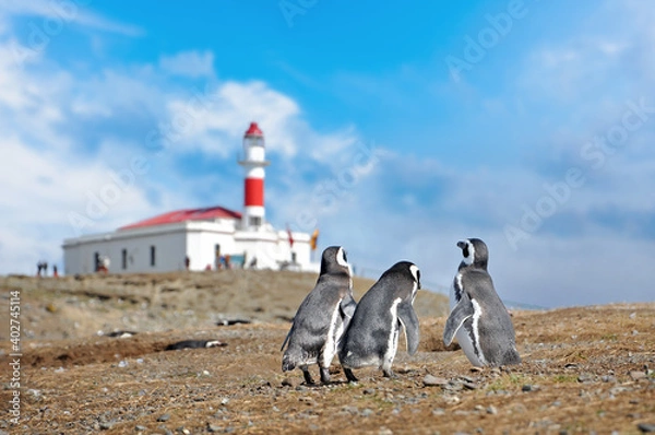 Fototapeta Magellanic penguins on the shores of the Magdalena Island, in front of a red lighthouse, during a sunny day with a blue sky.