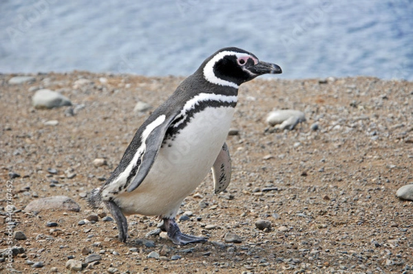 Fototapeta Magellanic penguin on the shores of the Magdalena Island, during a sunny day.