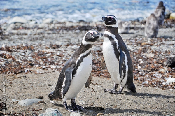 Fototapeta Magellanic penguins on the shores of the Magdalena Island, during a sunny day.