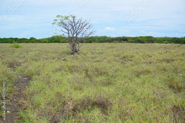 Fototapeta tree in the field