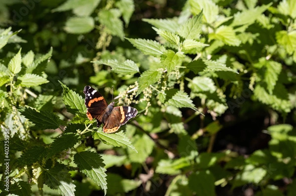 Obraz Schmetterling auf Brennesseln