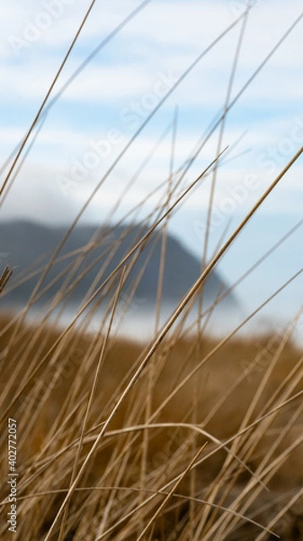 Obraz Reeds in the wind