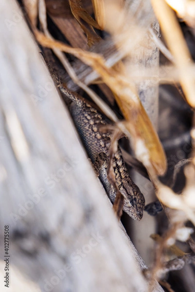 Obraz Lizard in the fields